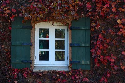 Shutters and Ivy