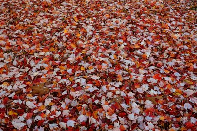 Blanket of leaves