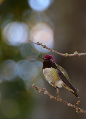 Fall Hummer