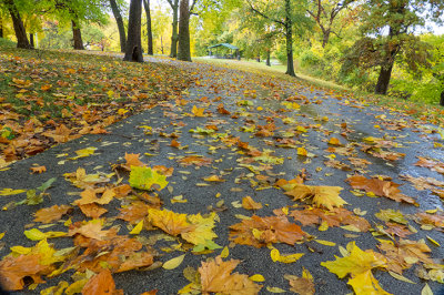 Autumn in the Park - Sharon Day