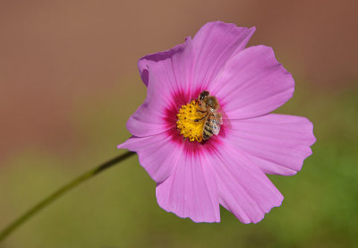November Cosmo with Bee