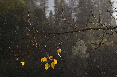 PInes, Rain and Gold Leaves