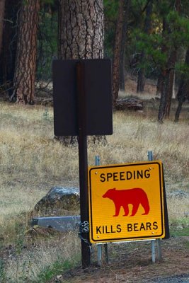 Speeding Kills Bears