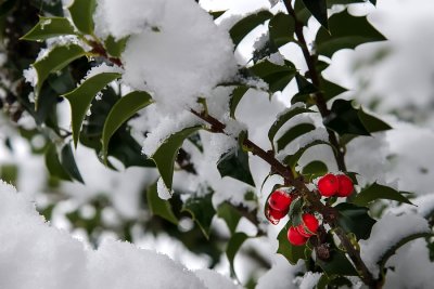 Holly in the snow