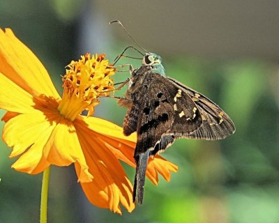 Long Tailed Skipper Butterfly on a Yellow Flower