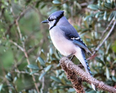 Bluejay