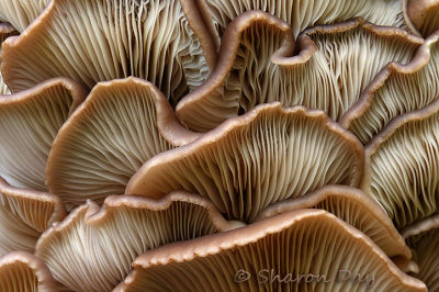 Fungus 