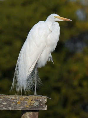 A Great Egret - One Leg Stand