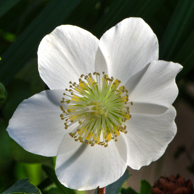 Lenten Rose Hellebore at Longwood Gardens by Walt