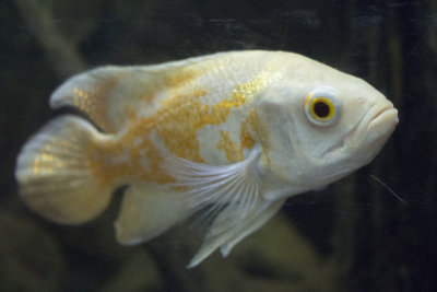White and Gold Fish