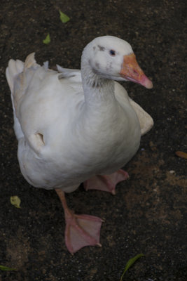 White Duck