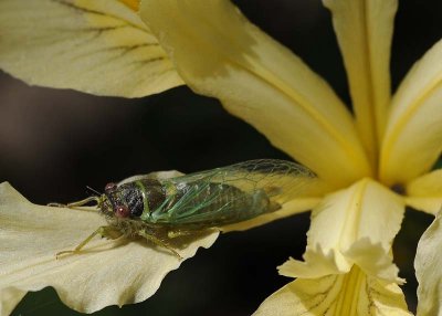 Cicada on Iris