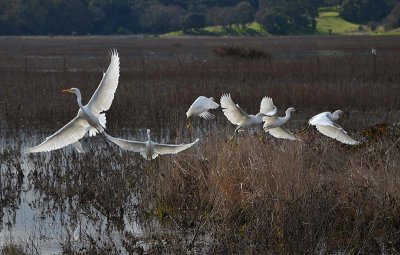 Six Egrets In Flight