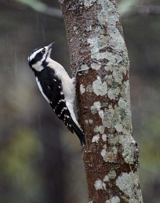 Downy In the Rain