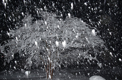 February Snow