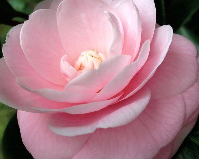 Pink Camelia - Spring Weather