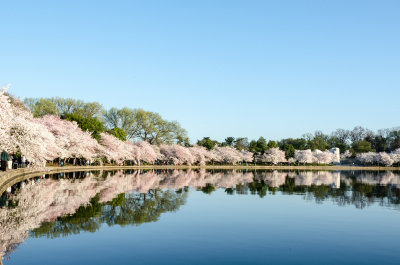 Week #2 - Cherry Blossom Festival