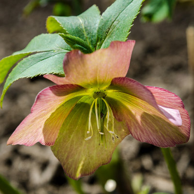 Week #3 - Lenten Rose