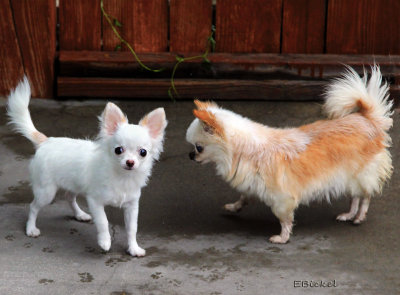 Bailey Meets Lucy