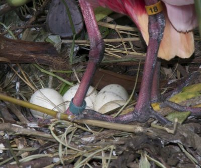 Roseate Spoonbill nest with eggs