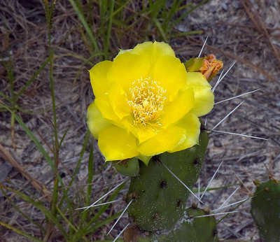 Week #2 Cactus-Flower