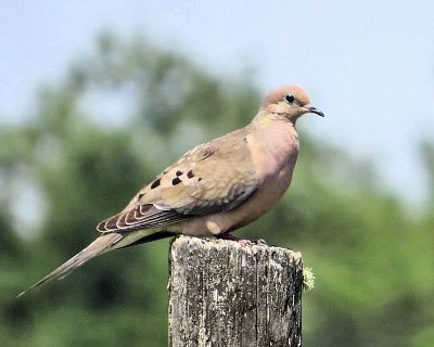 Mourning Dove in July