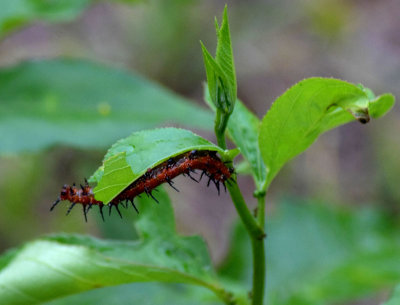 Caterpillar-on-plant.