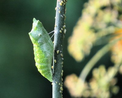 Butterfly Chrysalis - Butterfly Wanna Be... Number One