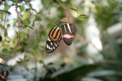 butterflies