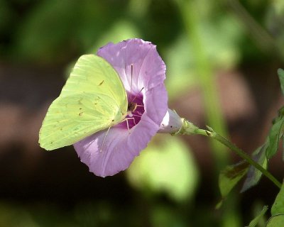 Butterfly - Cloudless Sulphur