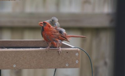 Week 2: Molting cardinal