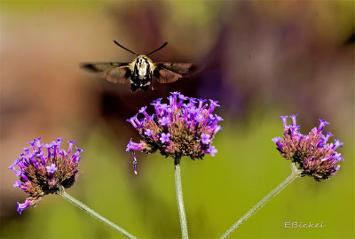 August Challenge 2014: BUTTERFLY