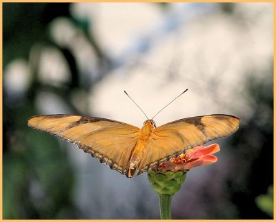 Dryas Julia - butterfly