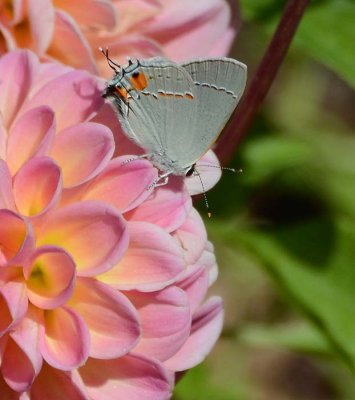 Gray Hairstreak on Dahlia