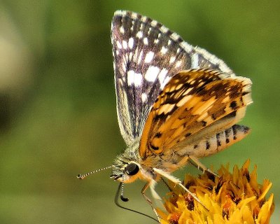 Butterfly's Eye