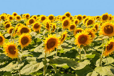 Field of Yellow