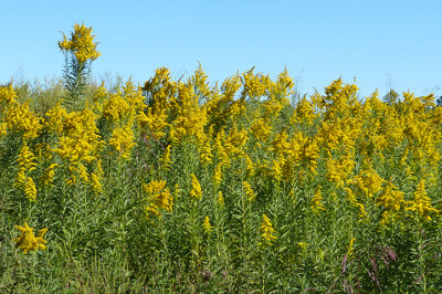 Goldenrod