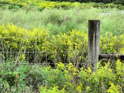 Goldenrod