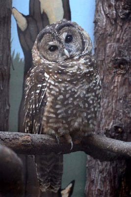 A WildCare Adventure