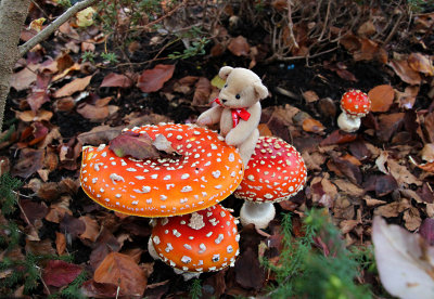 If you go down to the woods today...