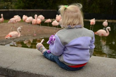 Watching Flamingos