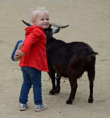 Week #2 - Brushing the Goat