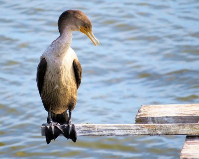 Week #2 - Cormorant - Walking the Plank