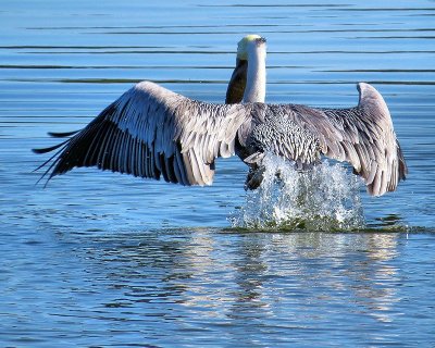 Week #3 - Pelican taking off