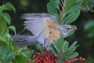 Week #1 - Wing Flapping Robin