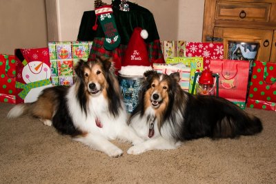 Riley & Maggie wishing you a Merry Christmas