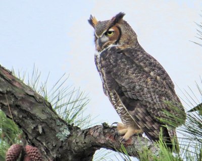 Week #4 - Great Horned Owl