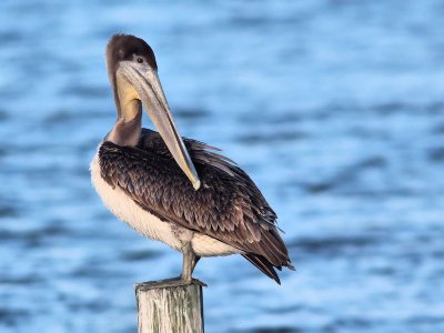Week #2 - Pelican on a post