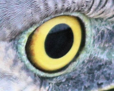Heron's yellow eye