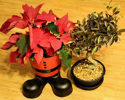 Two plants in low light